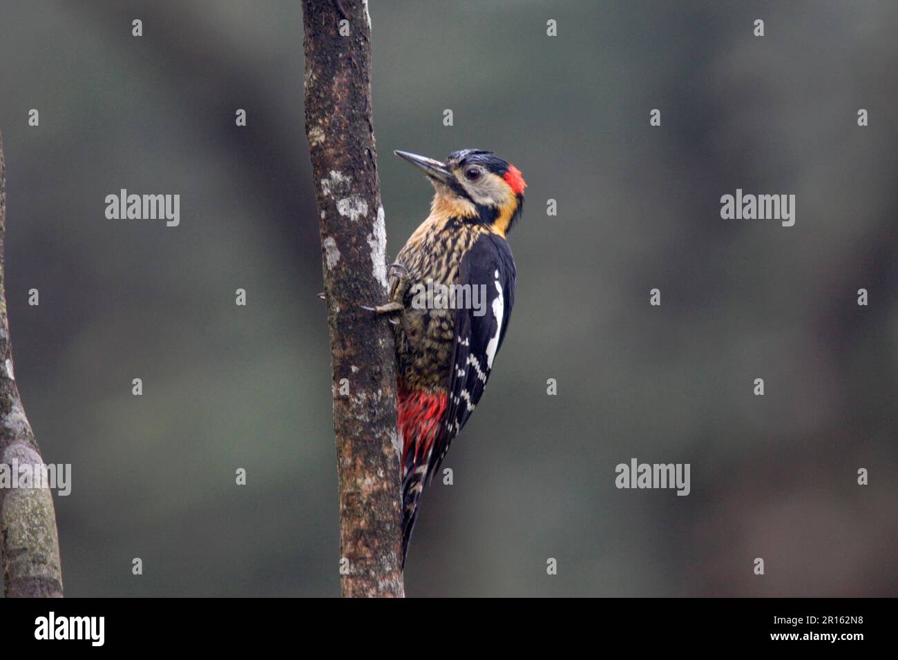 Darjeeling Woodpecker (Dendrocopos darjellensis), adult male, Wawu Shan, Sichuan, China Stock Photo