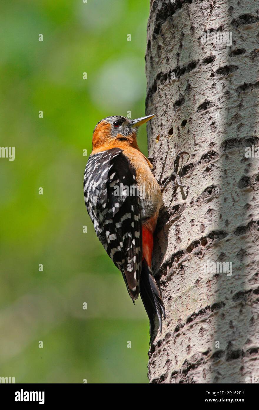 Rufous-bellied Woodpecker (Dendrocopos hyperythrus subrufinus) adult female, feeding at sap well on tree trunk, Beidaihe, Hebei, China Stock Photo