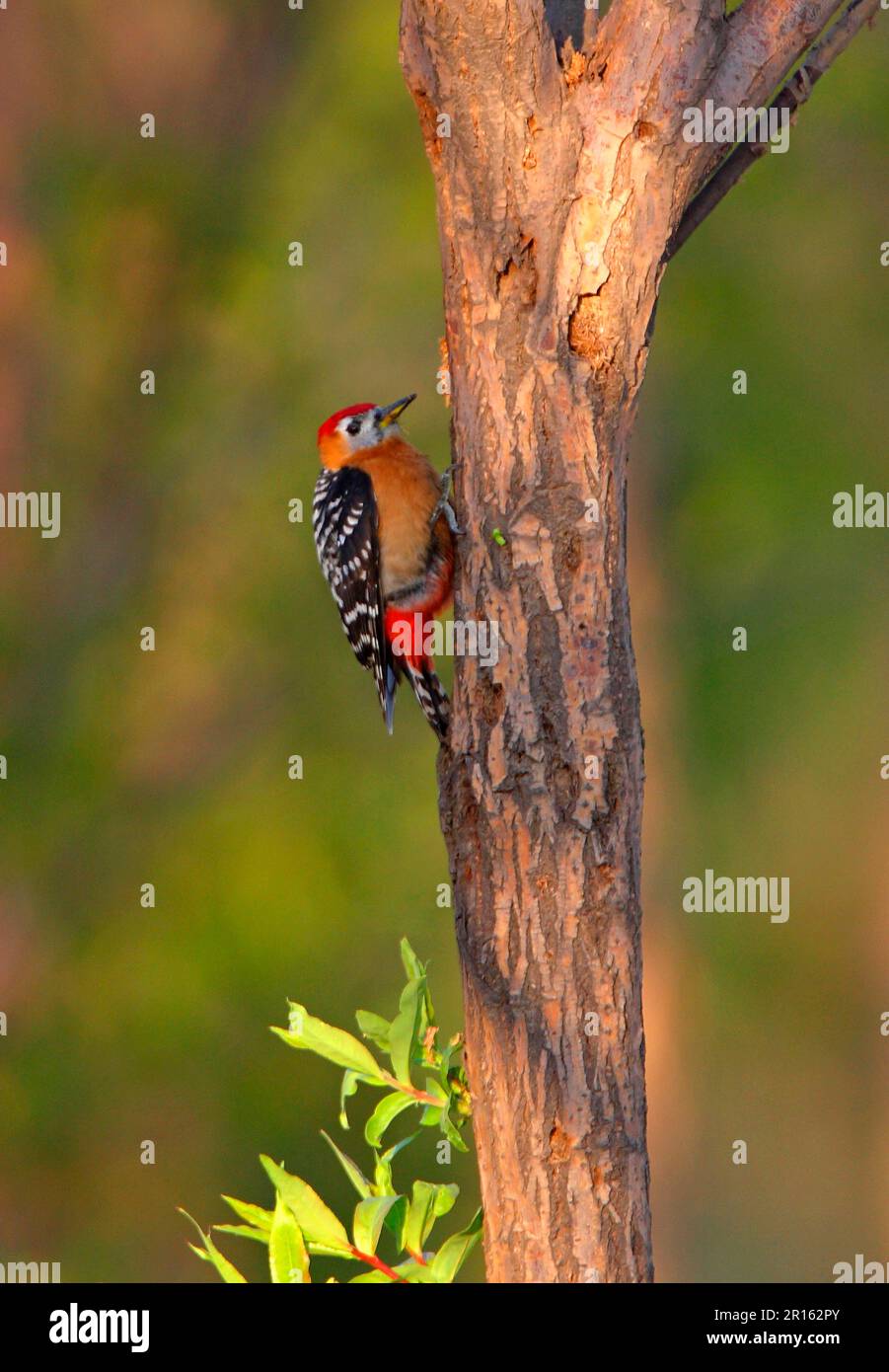 Rufous-bellied Woodpecker (Dendrocopos hyperythrus subrufinus) adult male, clinging to tree trunk, Hebei, China Stock Photo