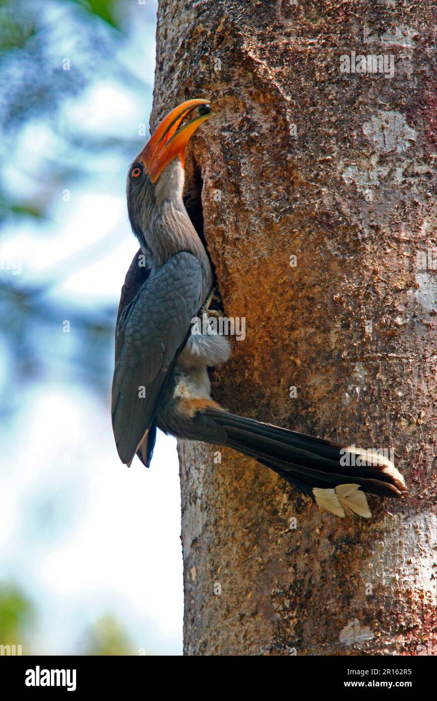 Malabar Grey Hornbill (Ocyceros griseus) adult male, at nesthole, with fruit for nesting female, Kerala, India Stock Photo