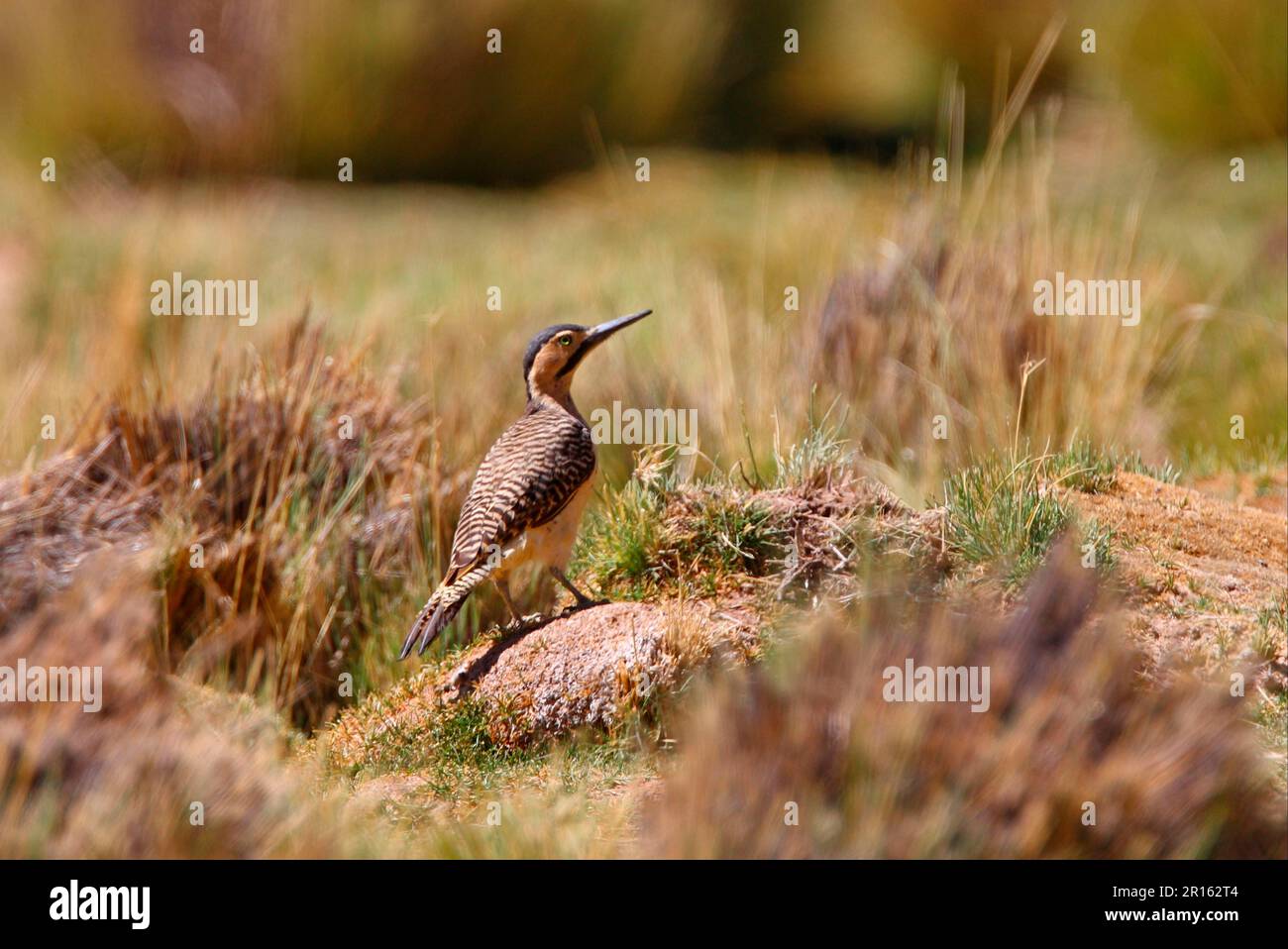 Andean andean flicker (Colaptes rupicola), adult female, standing on the ground, Jujuy, Argentina Stock Photo