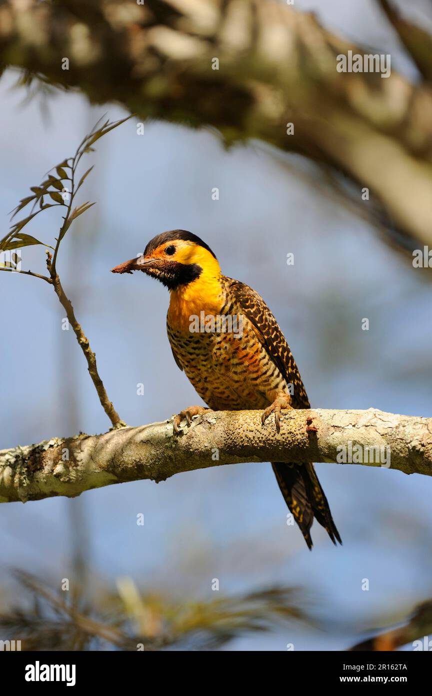 Campo Flicker (Colaptes campestris) adult, perched on branch, Iguazu N. P. Argentina Stock Photo