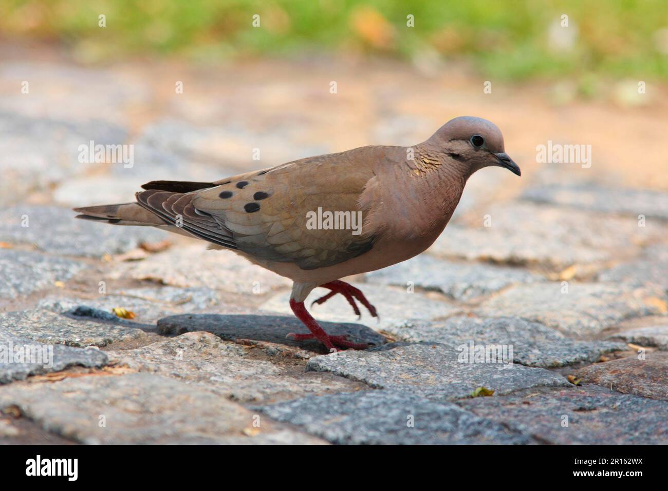 Eared dove (Zenaida auriculata), Eared doves, pigeons, animals, birds, Eared Dove adult, walking on cobbled road, Buenos Aires, Argentina Stock Photo
