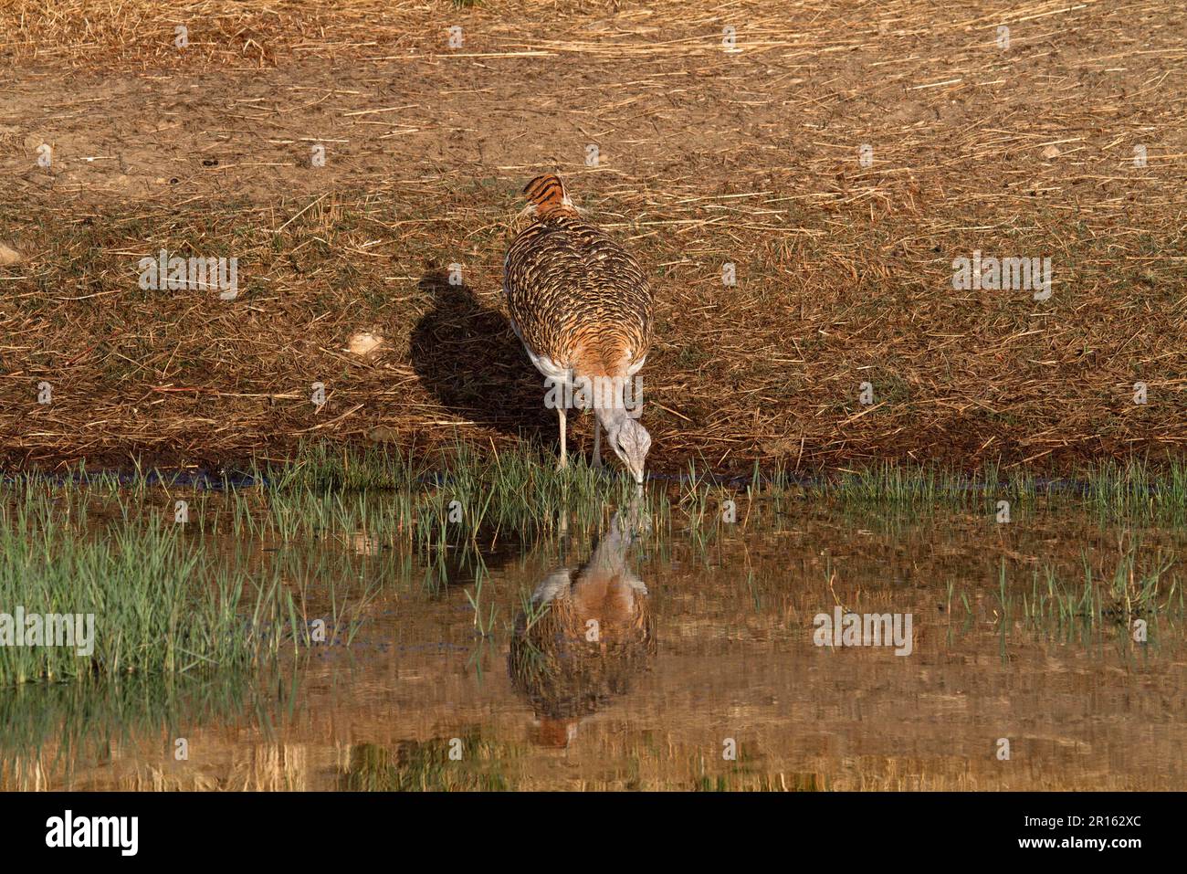Great bustard (Otis tarda) adult male, drinking from pool, Extremadura, Spain Stock Photo