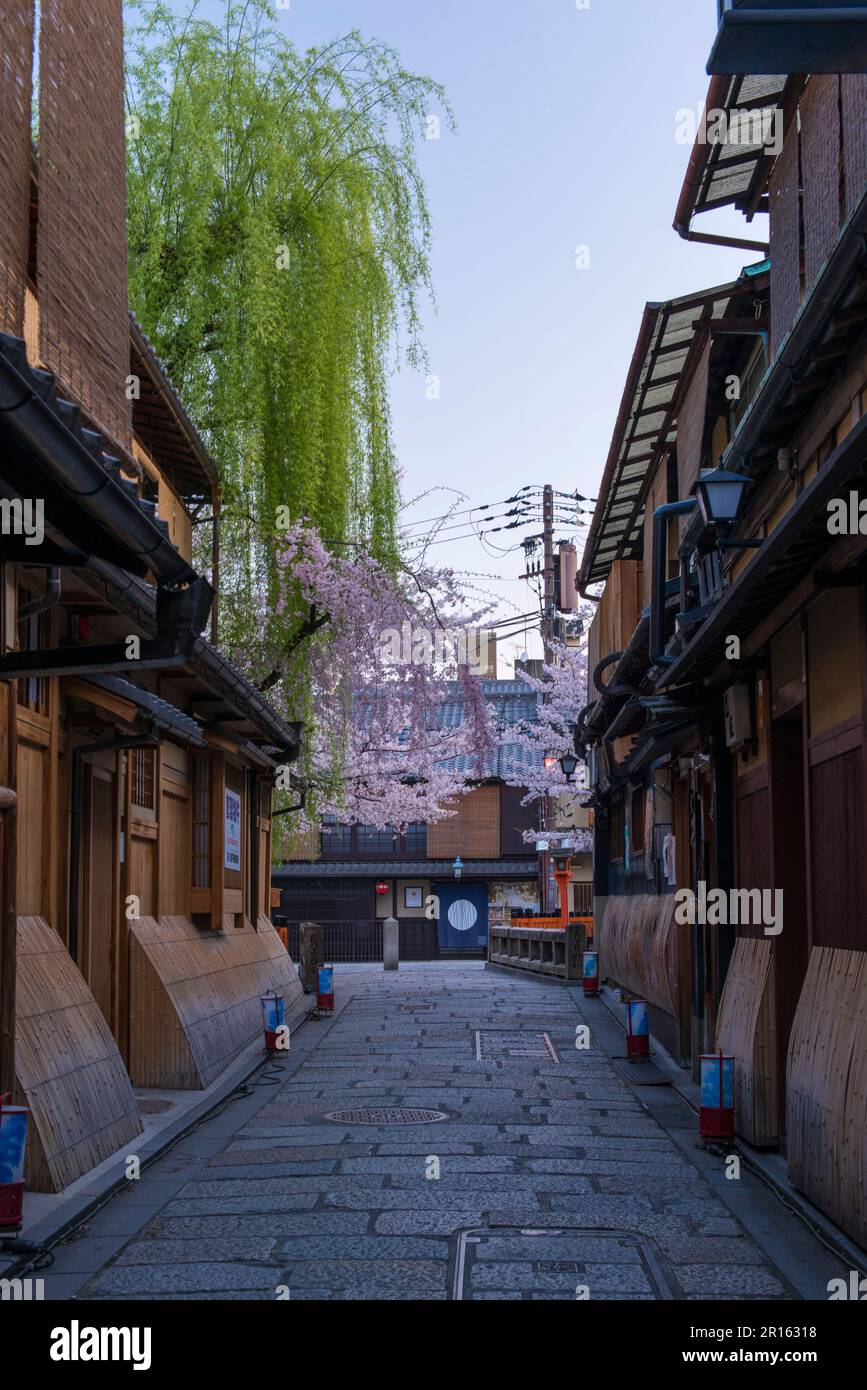 kyoto-gion-and-shirakawa-cherry-blossoms-and-willow-with-beautiful