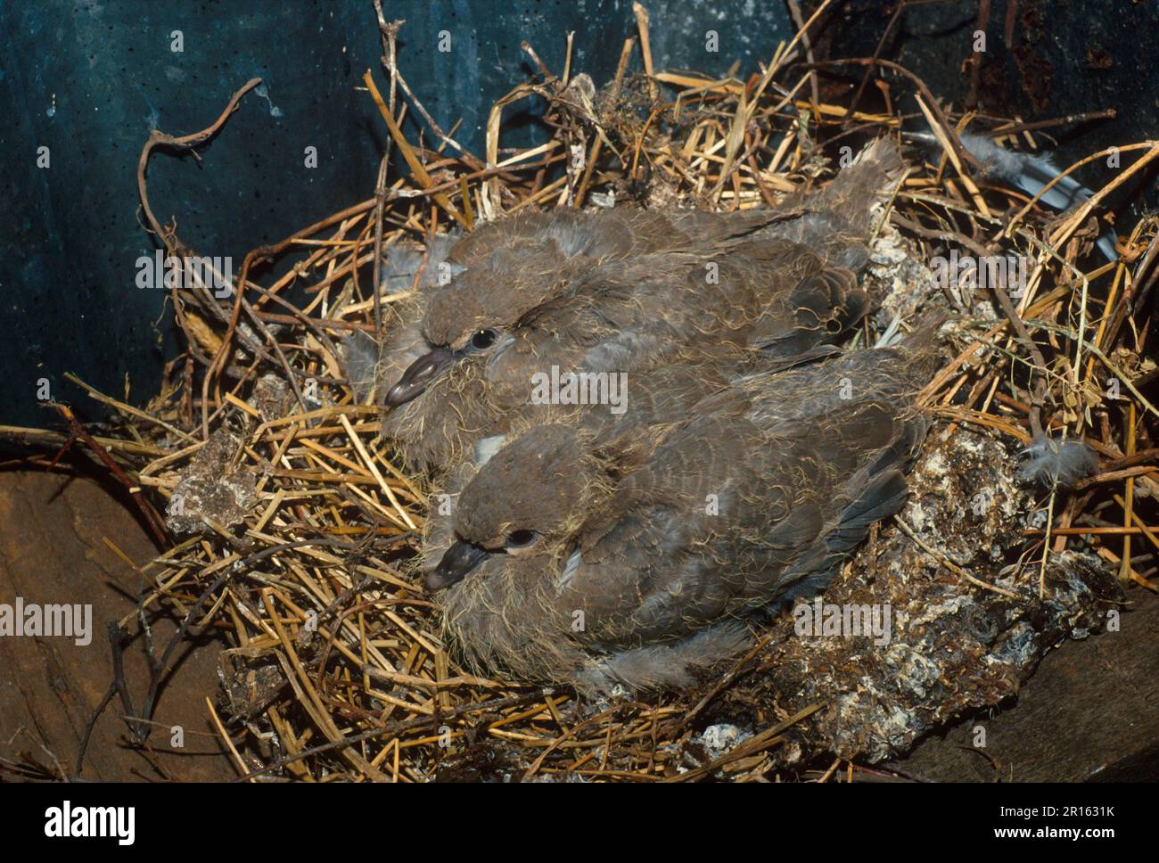 Eurasian collared doves (Streptopelia decaocto), Turkey Pigeons, Pigeons, Animals, Birds Stock Photo