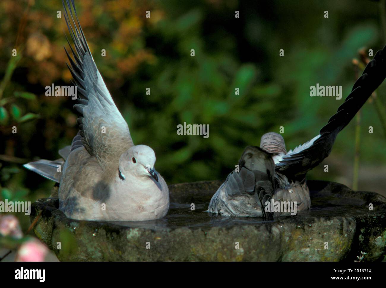 Collared Dove, Collared Doves (Streptopelia decaocto), Pigeons, Animals