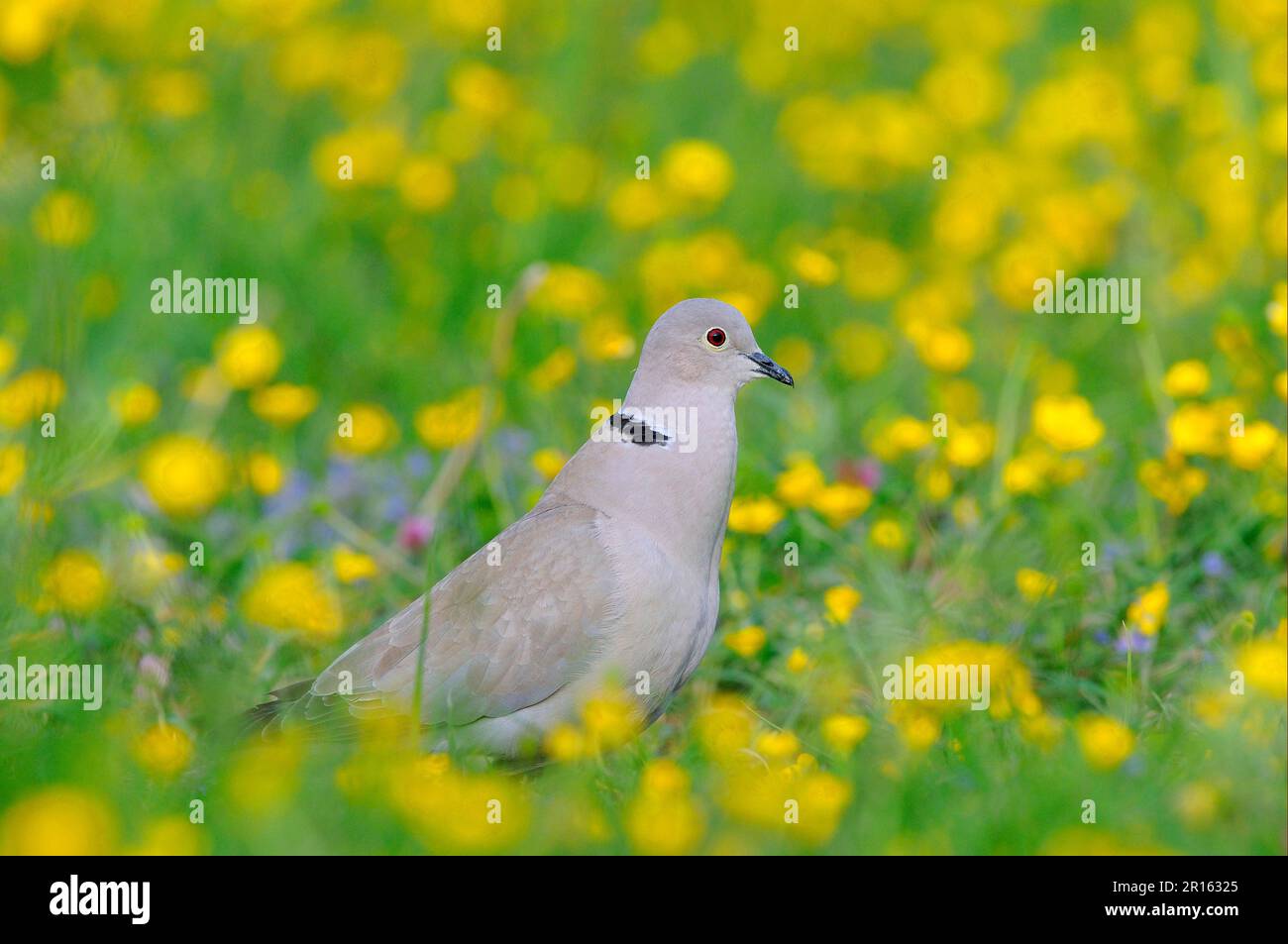 Eurasian Collared Dove, calling, standing amongst buttercups in field, Oxfordshire, England, may