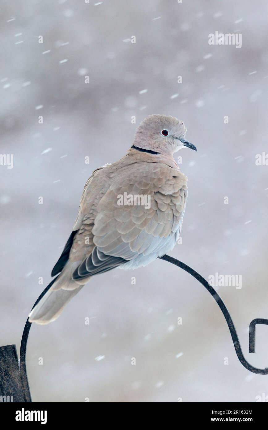 Eurasian Collared Dove, Eurasian Collared Dove adult, perched on birdfeeder stand in garden during snowfall, Warwickshire, England, United Kingdom Stock Photo