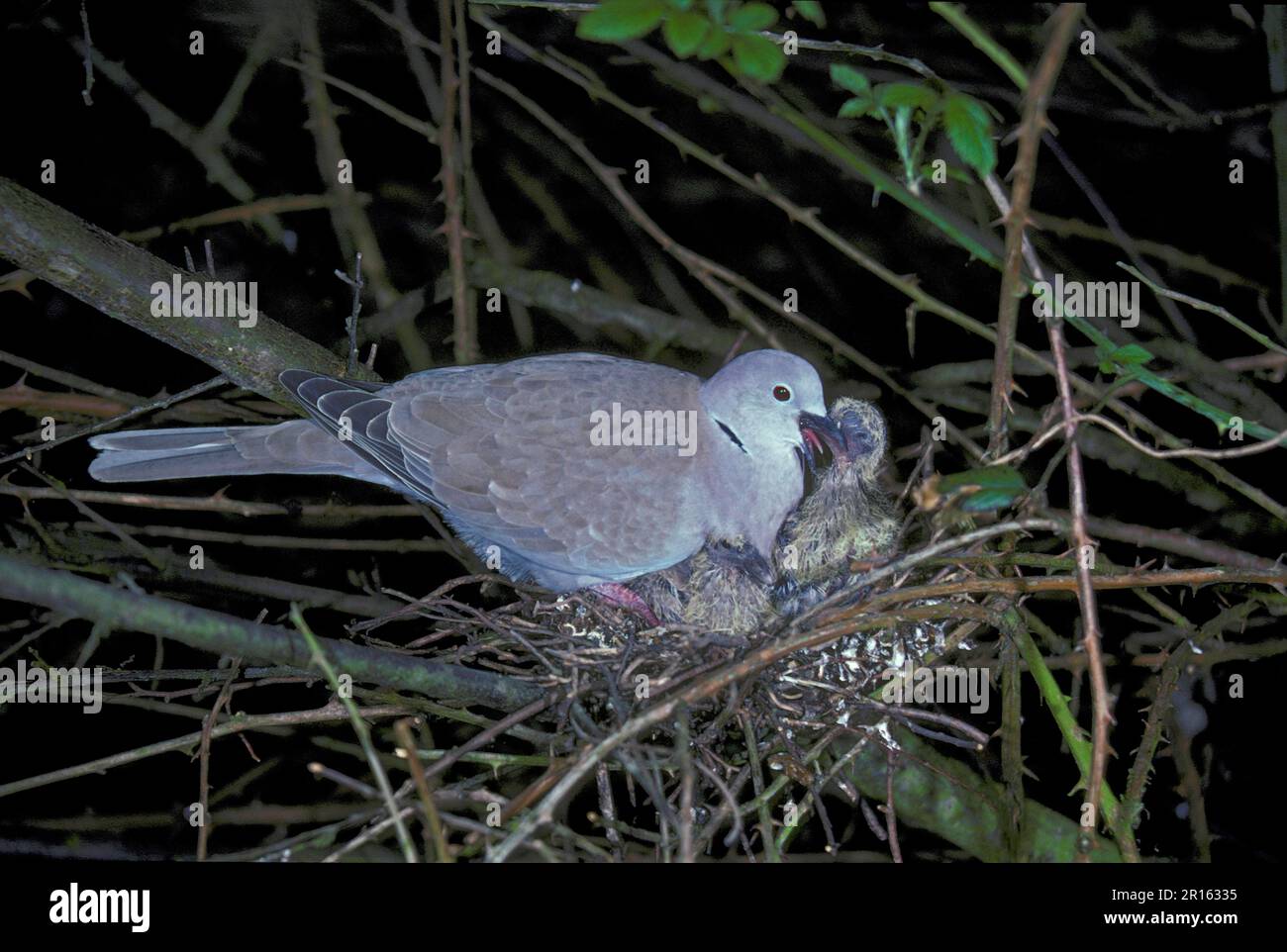 Dove, Collared Feeding young on pigeon (Streptopelia decaocto) milk