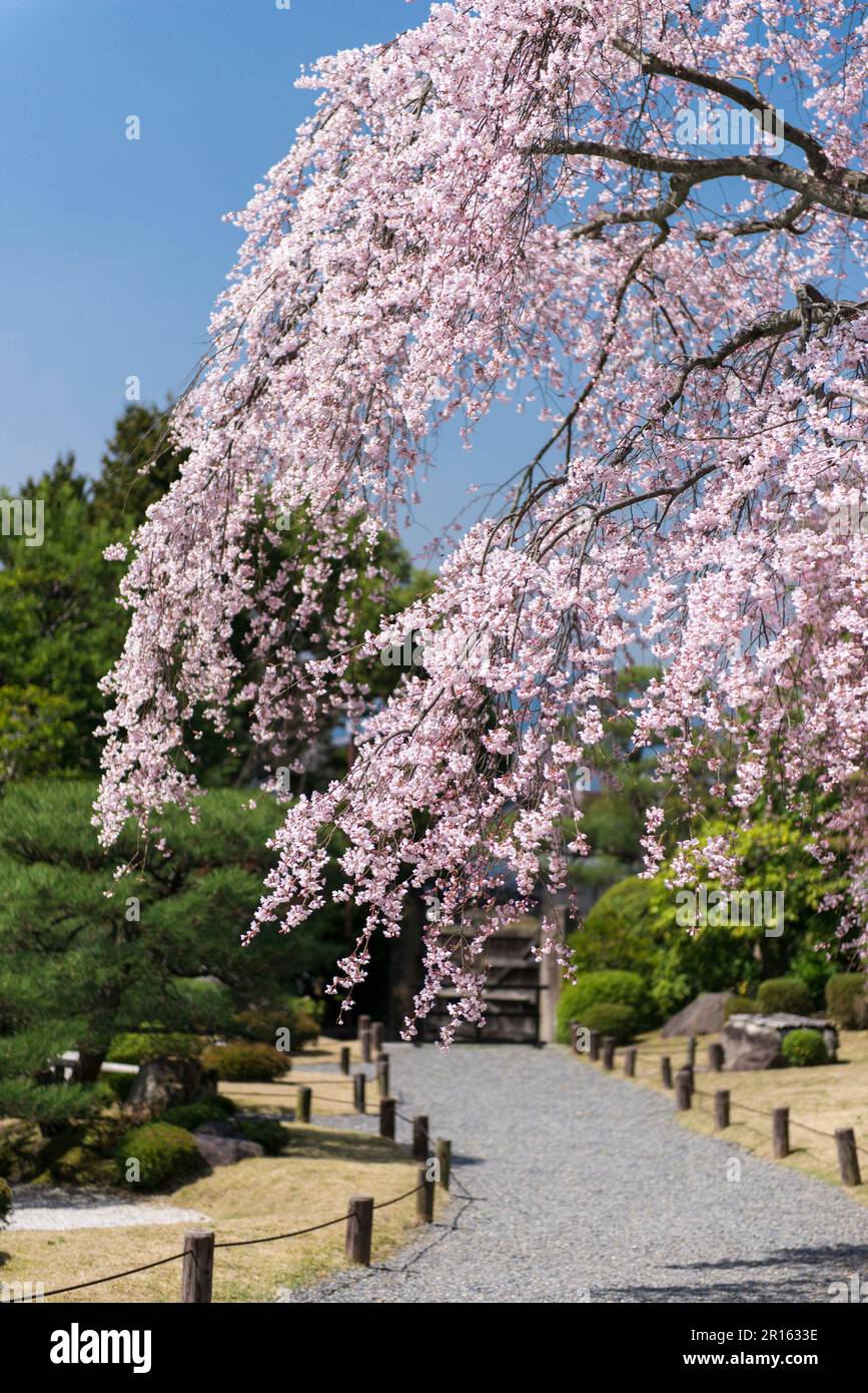 Kyoto Chion and Yuzenen gardens decorated with cherry blossoms in full bloom Stock Photo