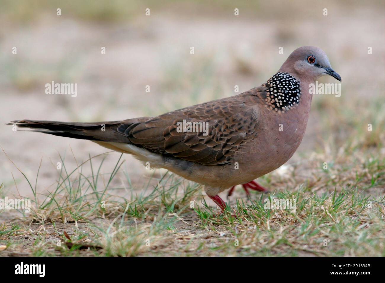 Pearlnecked Dove, Pearlnecked Doves, Pigeons, Animals, Birds, Spotted