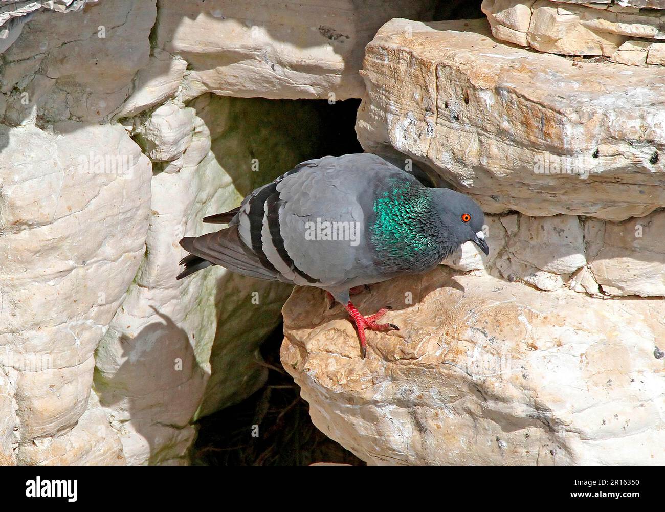 Rock dove nest hi-res stock photography and images - Alamy