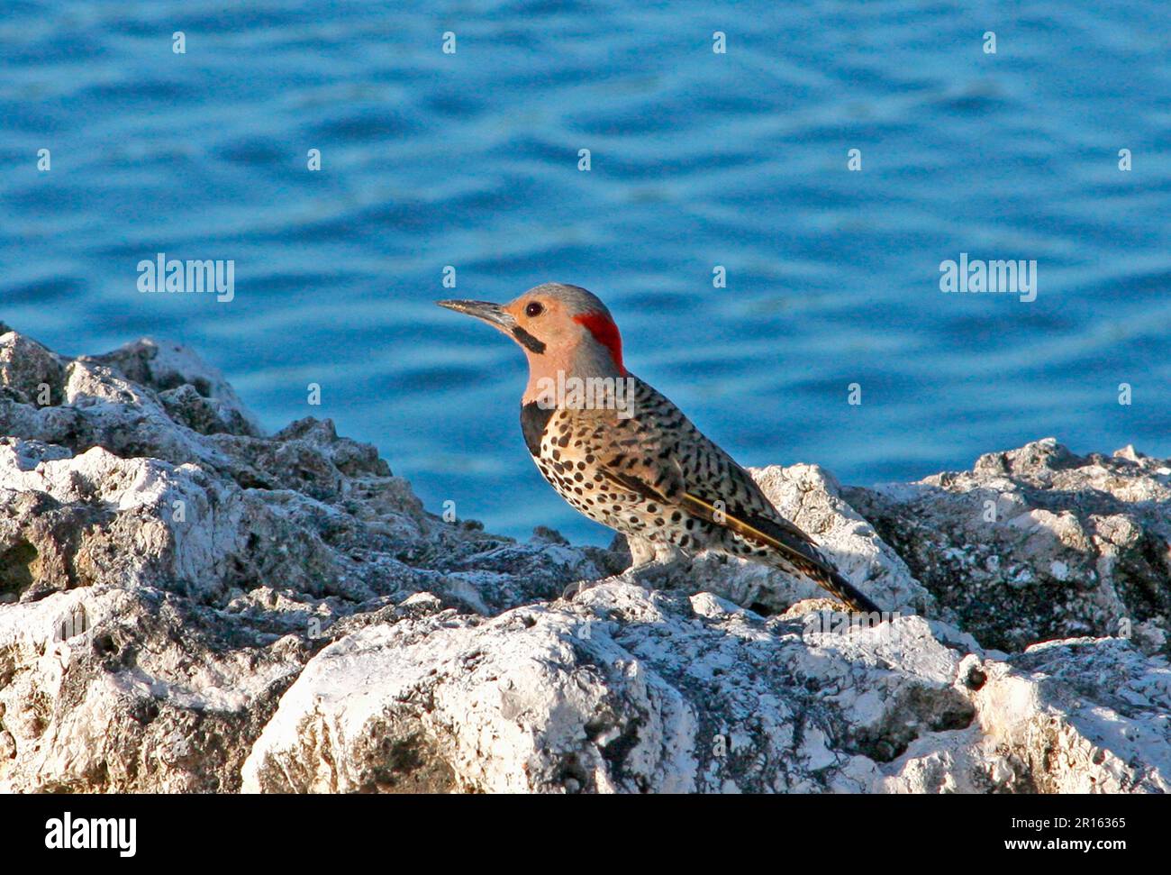 Northern northern flicker (Colaptes auratus) adult male, standing on rocks near the sea, Grand Cayman, Cayman Islands Stock Photo