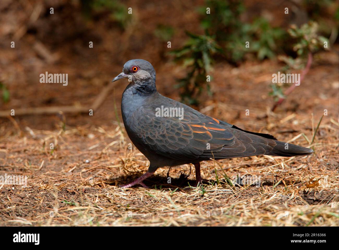 Dusky turtle dove (Streptopelia lugens), Mourning Turtle Dove, Mourning