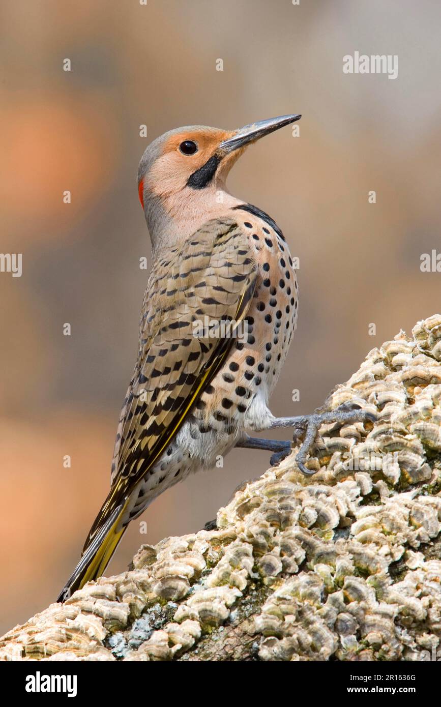 Northern Flicker (Colaptes auratus) 'Yellow-shafted Flicker', adult male, perched on ash branch with fungi (U.) S. A Stock Photo