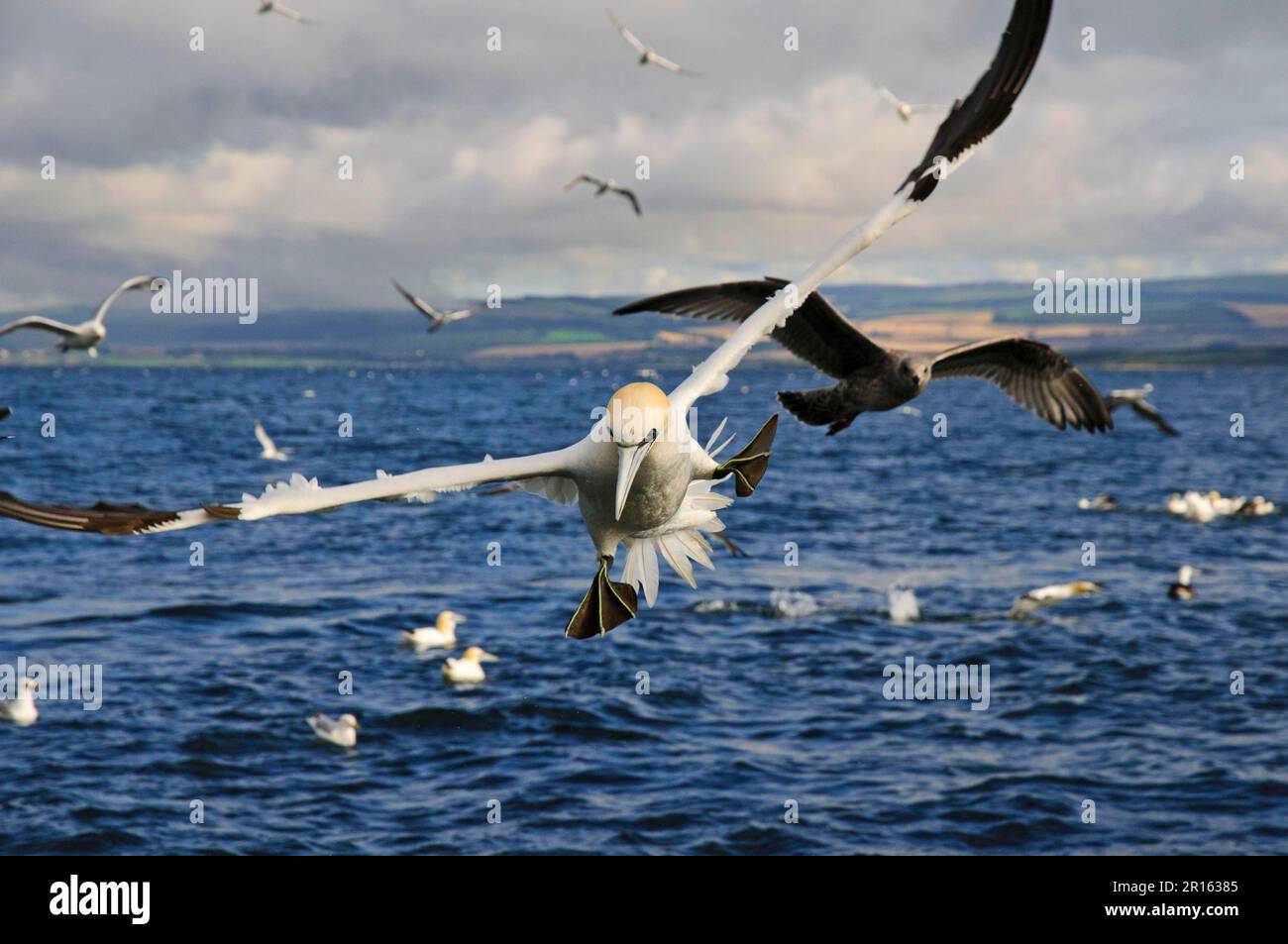 adult-northern-gannet-morus-bassanus-in-flight-with-feet-spread