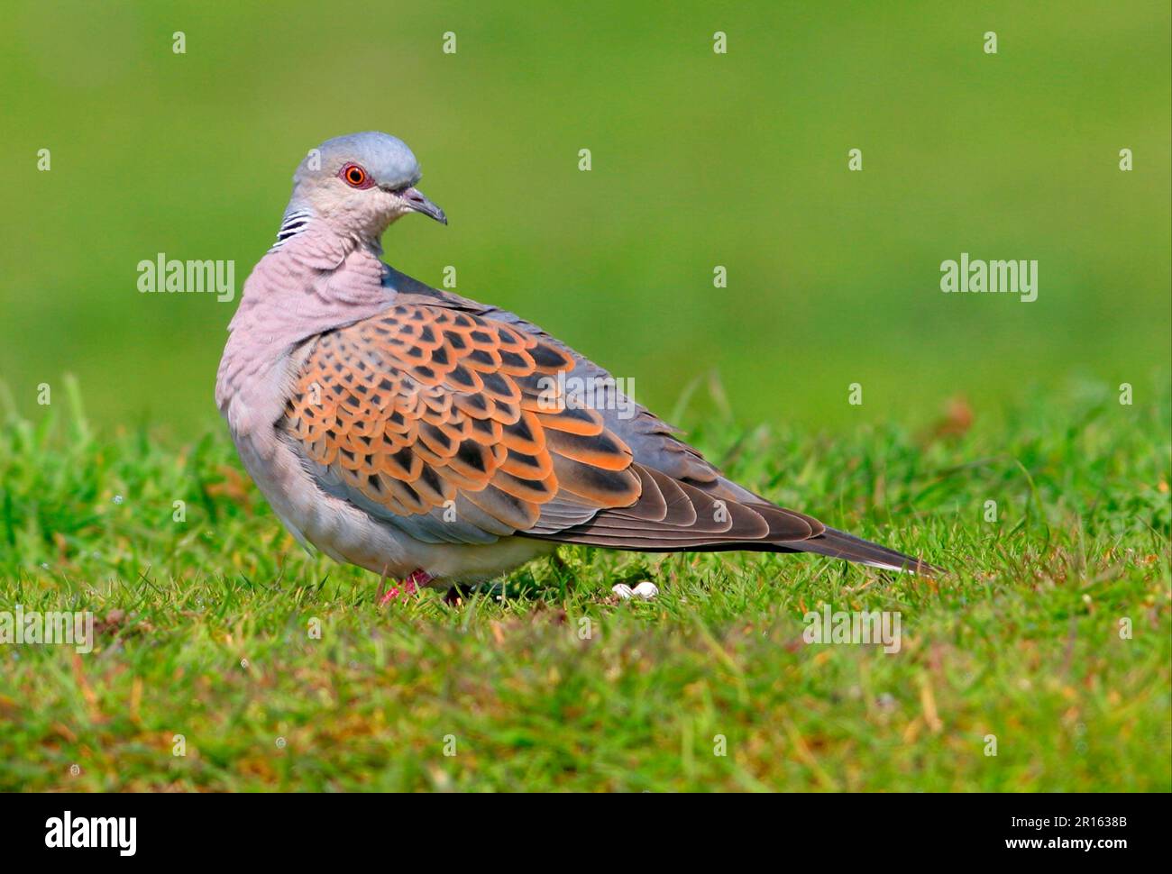 Turtle dove, turtle doves (Streptopelia turtur), pigeons, animals