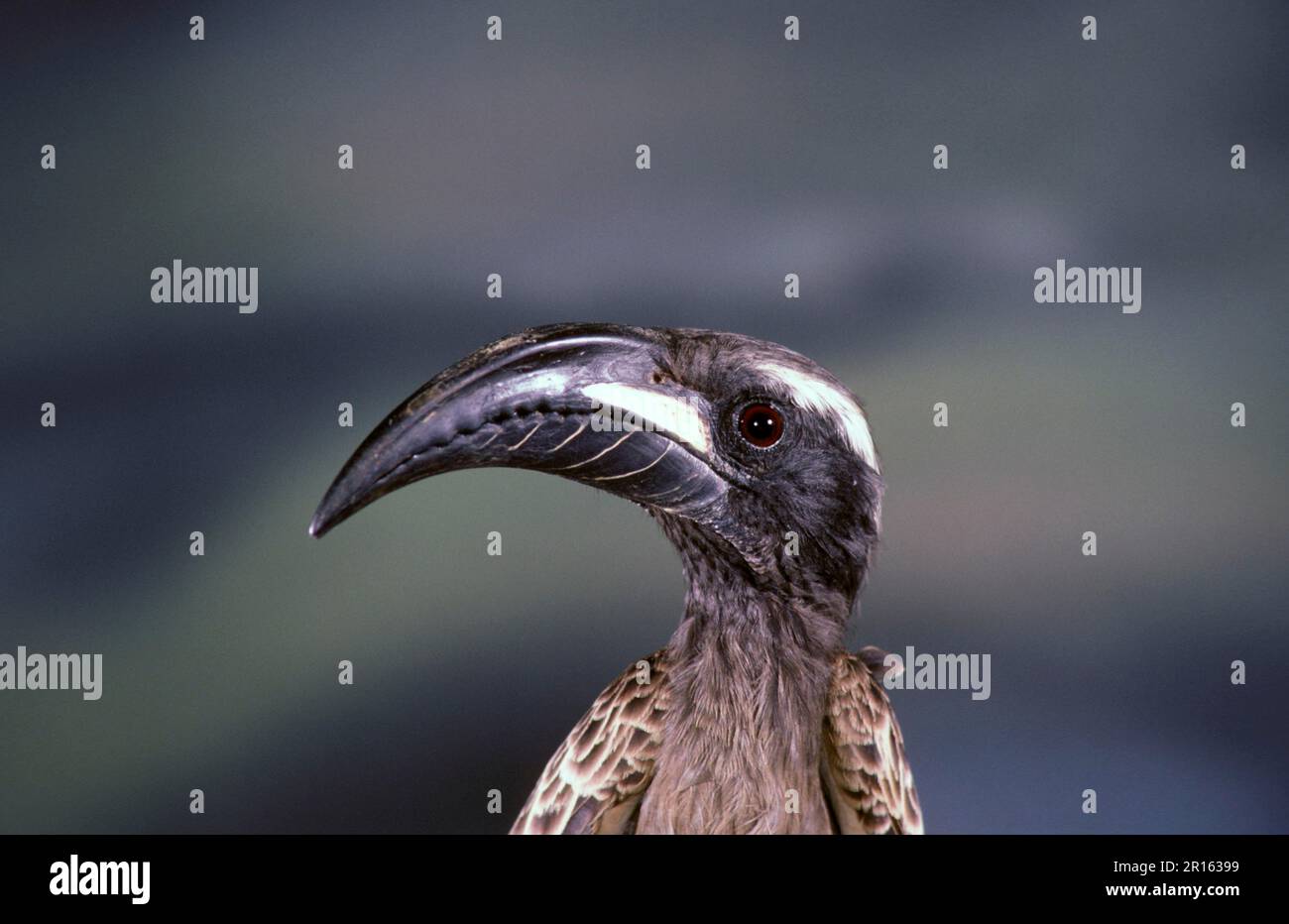 African grey hornbill (Tockus nasutus), Grey Hornbill, Hornbills, Animals, Birds, Grey Hornbill Close up of head Stock Photo
