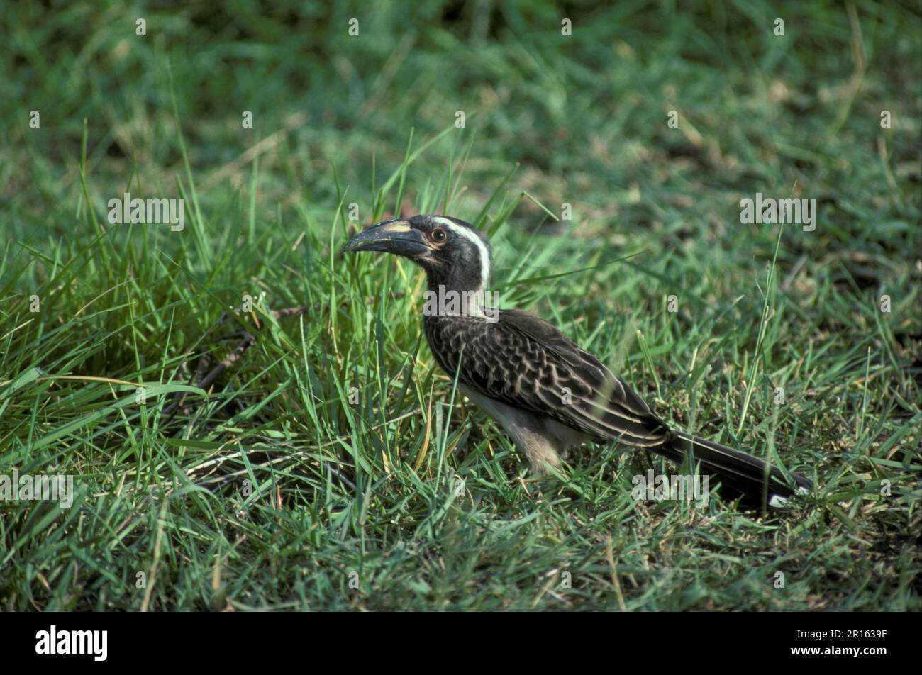 African grey hornbill (Tockus nasutus), Grey Hornbills, Hornbills, Animals, Birds, Hornbill Grey African Stock Photo