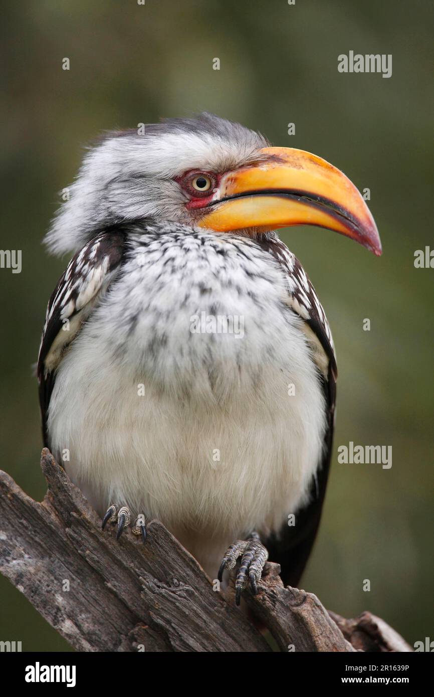 Southern yellow-billed hornbill (Tockus leucomelas), Southern Yellow ...