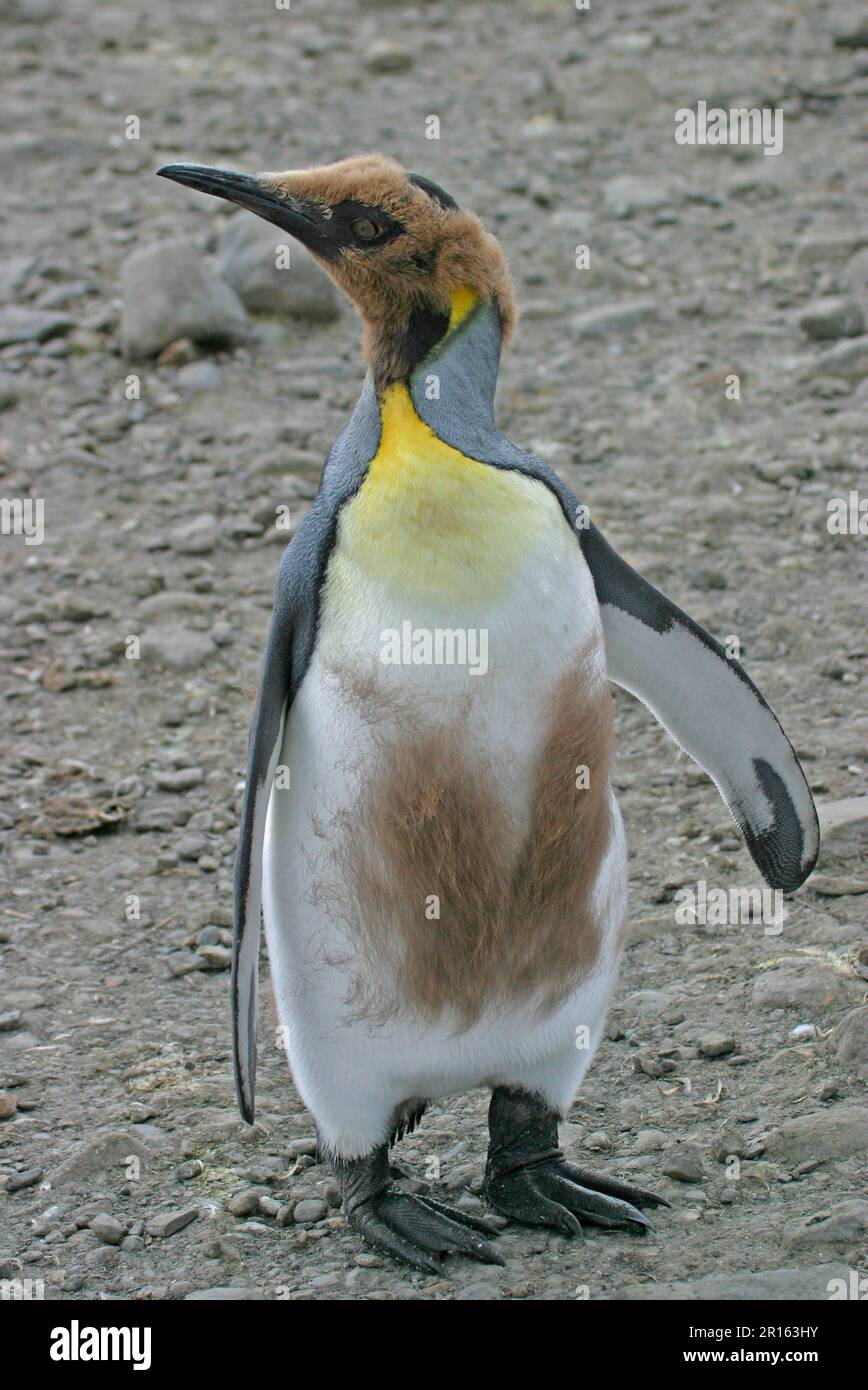 Aptenodytes patagonica, King Penguin, king penguins (Aptenodytes ...
