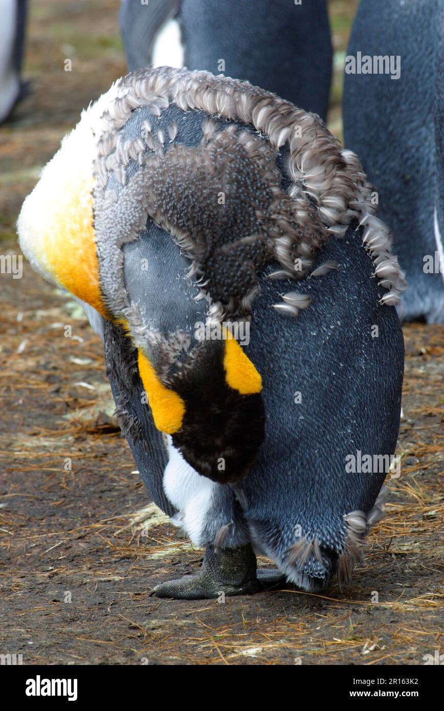 Aptenodytes patagonica, king penguin, king penguins (Aptenodytes ...