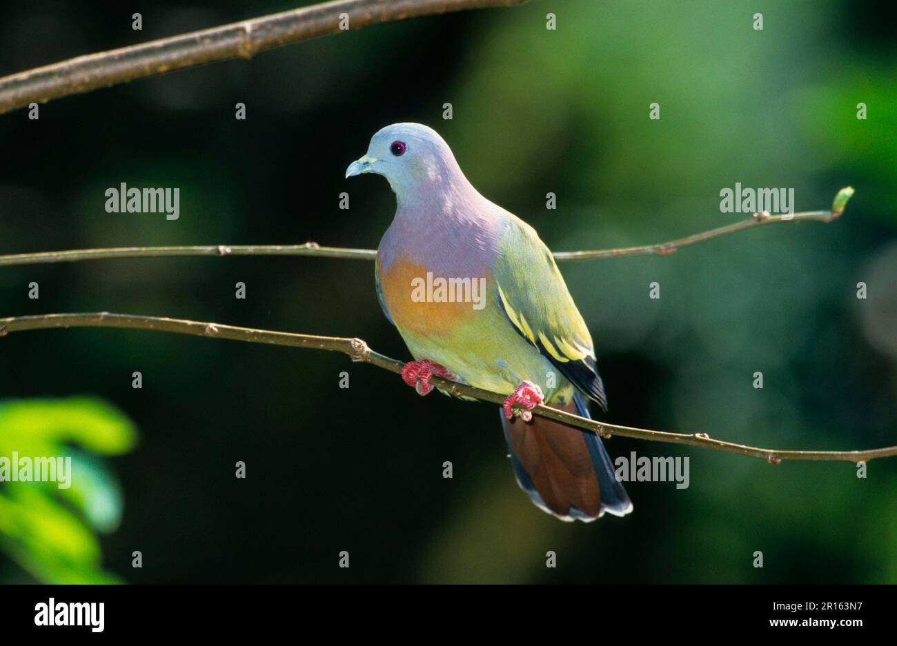 Pink-necked green pigeon (Treron vernans), Spring Pigeons, Green Pigeon, Green Doves, Pigeons, Animals, Birds, Pink Necked Green Pigeon Male perched Stock Photo