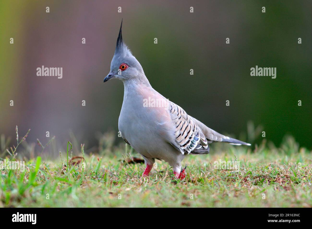Geophaps lophotes, Crested Pigeon, crested pigeons (Ocyphaps lophotes), Crested Pigeon, Crested Pigeons, Pigeons, Animals, Birds, Crested Pigeon Stock Photo