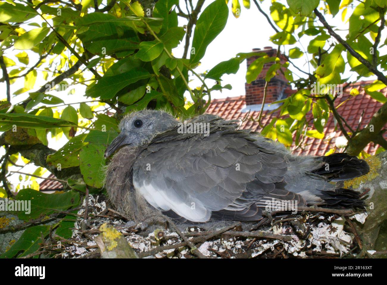 Wood Pigeon, Wood Doves, Pigeons, Animals, Birds, Wood Pigeon (Columbus palumbus) chick, sitting in nest, on branch of Common persian walnut (Juglans Stock Photo