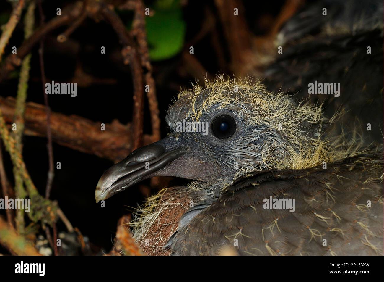 Wood Pigeon (Columbus palumbus) chick, close-up of head, in nest, Oxfordshire, England, United Kingdom Stock Photo