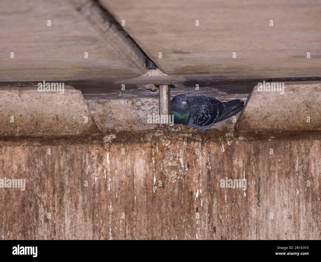Adult rock dove (Columba livia) nesting under a bridge, Regent's Canal