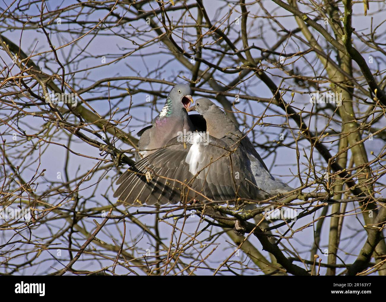 Wood pigeon (Columbus palumbus) adult with begging young, sitting in tree, England, Spring Stock Photo