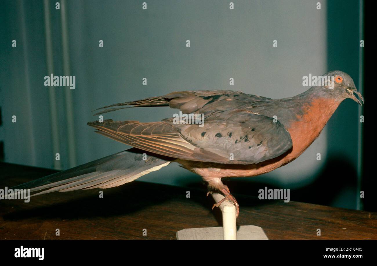 Passenger pigeon (Ectopistes migratorius) Species now extinct, stuffed museum piece Stock Photo