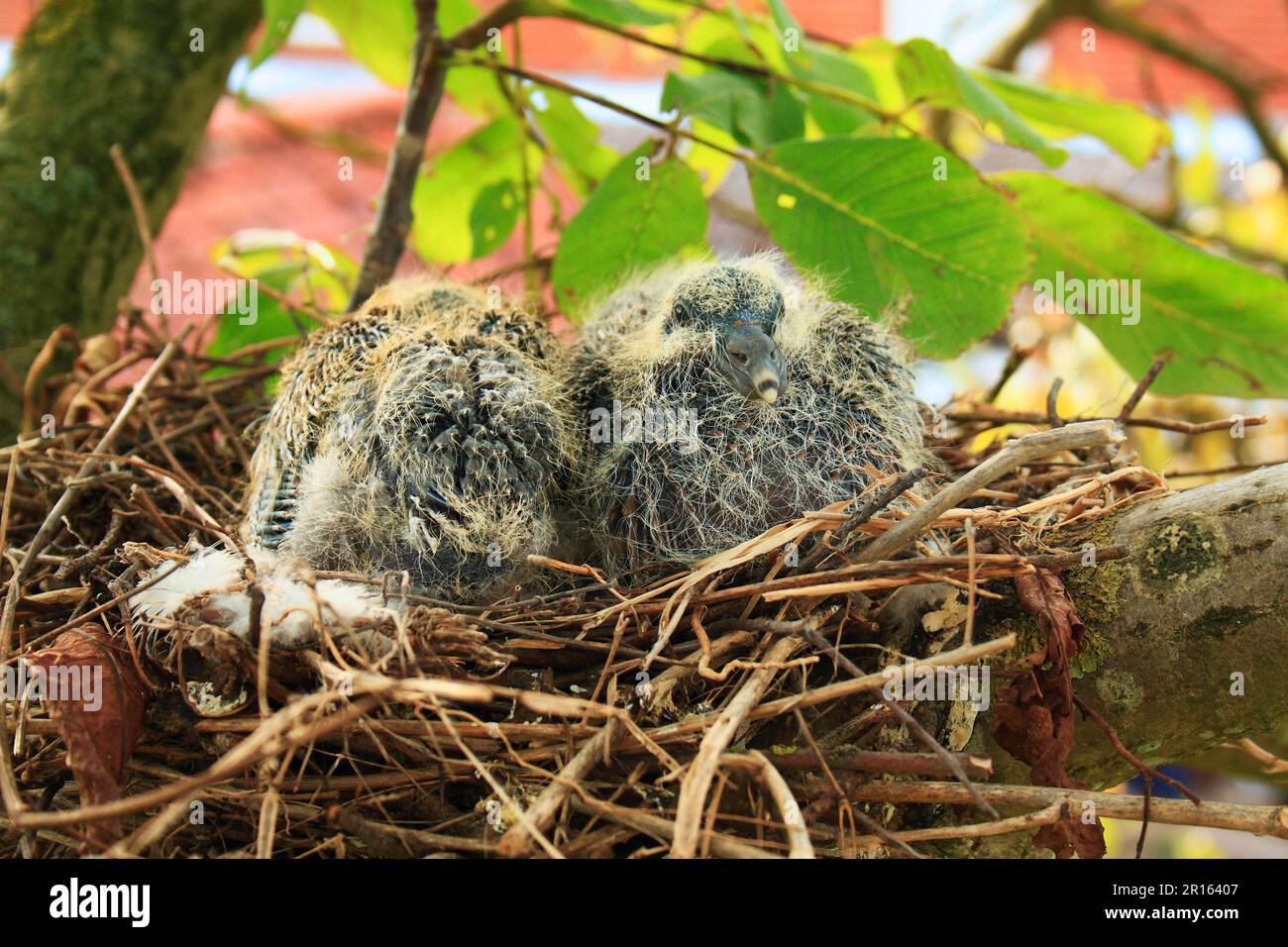 Common wood pigeon (Columba palumbus) two chicks, sitting in nest, on branch of persian walnut (Juglans regia) in garden, Suffolk, England, United Stock Photo