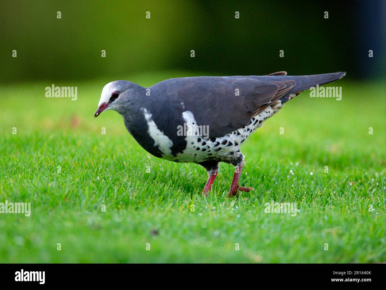 Wonga pigeon (Leucosarcia melanoleuca) adult, walking on grass, Lamington N. P. Queensland, Australia Stock Photo