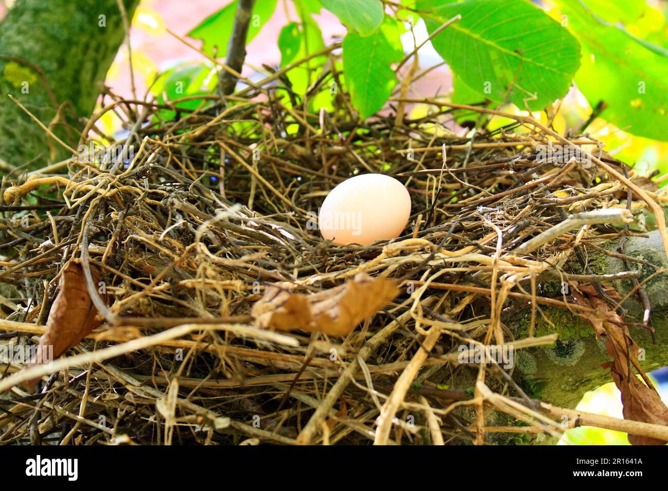 Wood Pigeon, Wood Pigeons (Columba palumbus), Pigeons, Animals, Birds