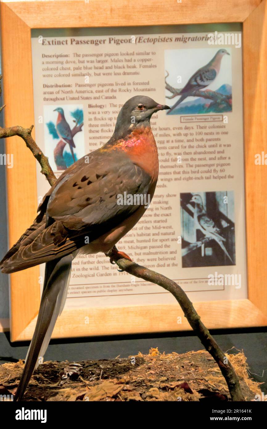 Passenger pigeon (Ectopistes migratorius) extinct species, adult, mount, International Wildlife Museum, Tucson, utricularia ochroleuca (U.) (U.) S. A Stock Photo