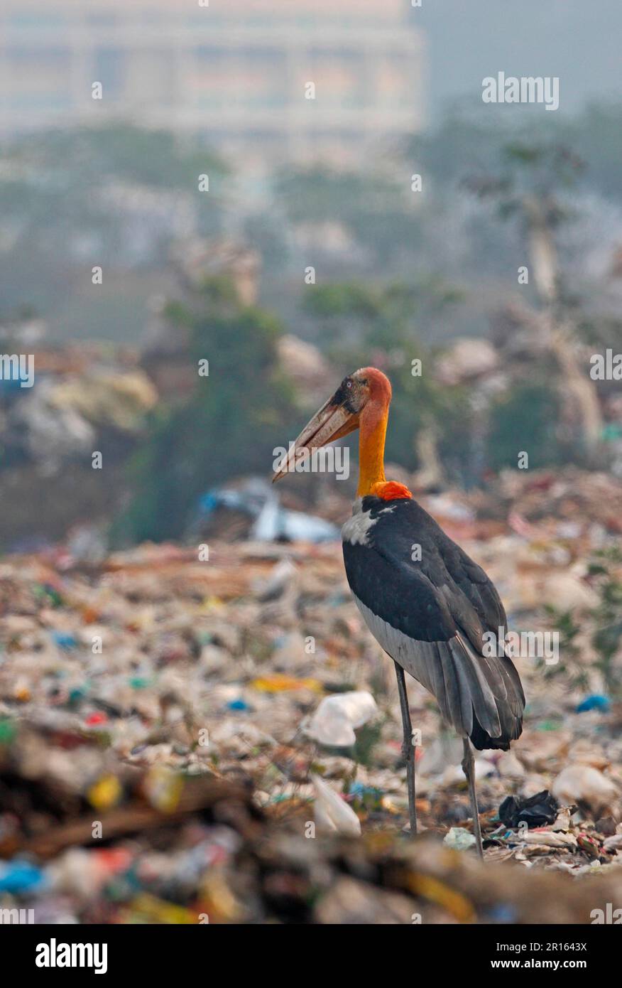 Greater Adjutant (Leptoptilos dubius) adult, scavenging on rubbish dump, Guwahati, Assam, India Stock Photo