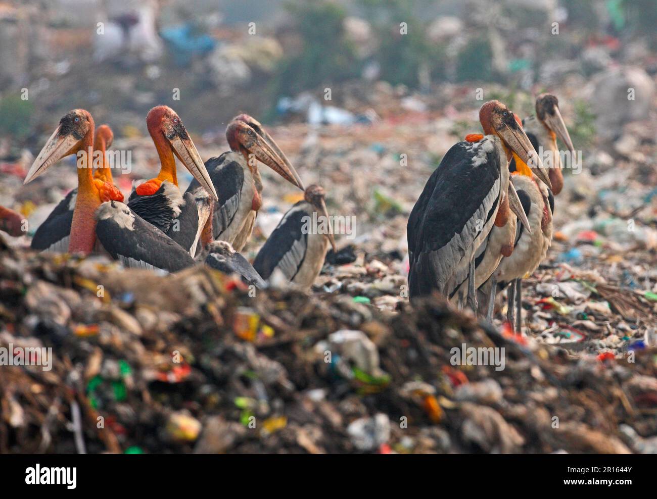 Greater Adjutant (Leptoptilos dubius) adults, flock scavenging on rubbish dump, Guwahati, Assam, India Stock Photo