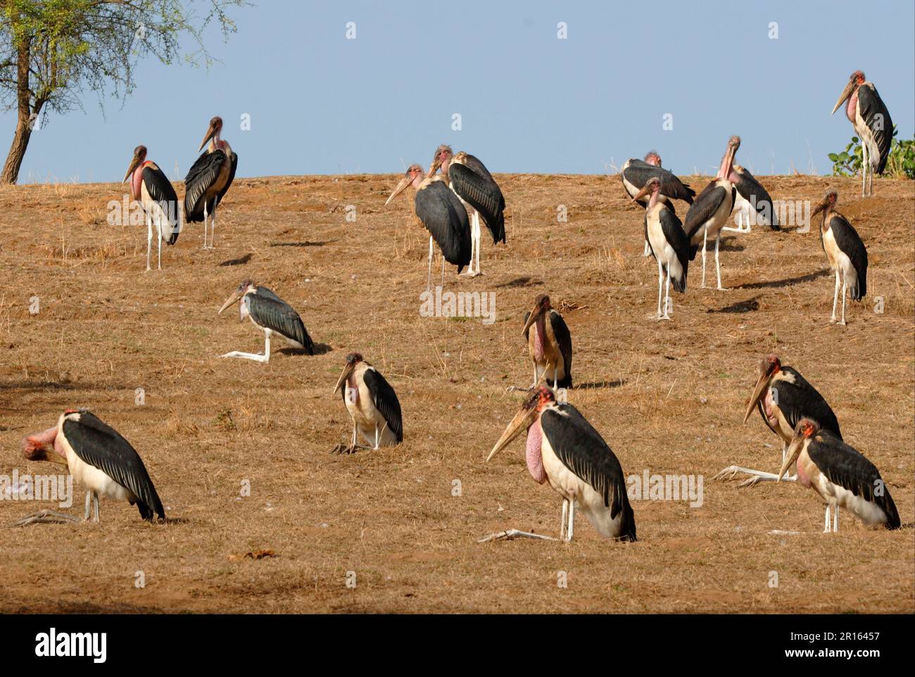 Marabou Stork (Leptoptilos crumeniferus) flock, resting on hillside, Lake Awassa, Great Rift Valley, Ethiopia Stock Photo