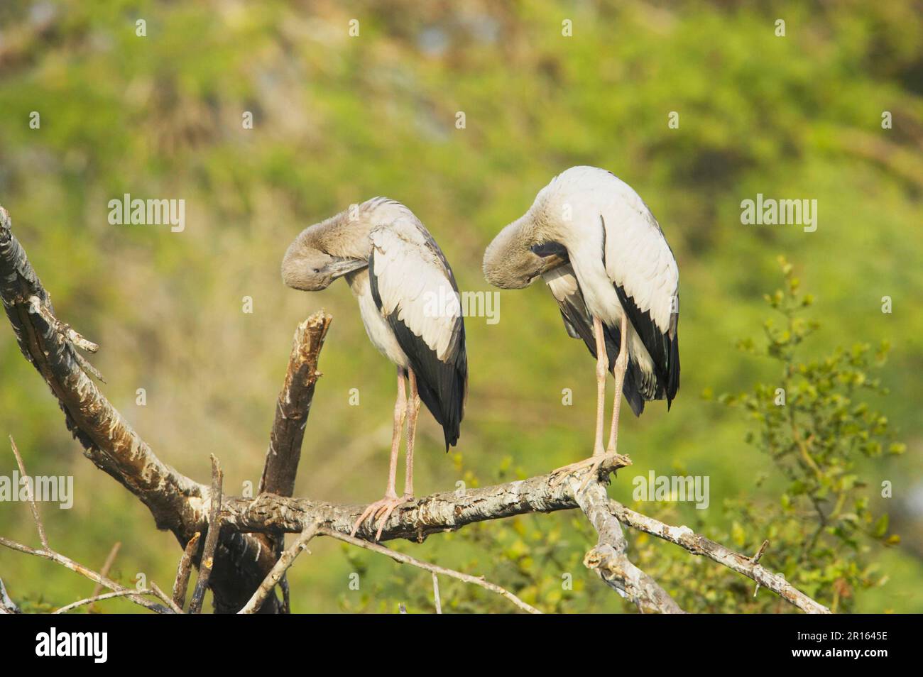 Asian openbills (Anastomus oscitans), Silver-billed Stork, Stork ...