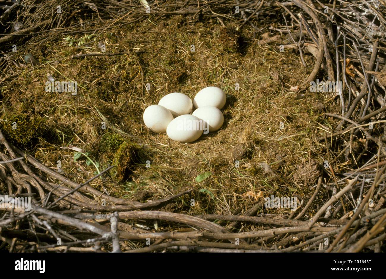 Black Stork black storks (Ciconia nigra), Black Storks, Stork, Animals, Birds, Black Stork Nest with eggs, Spain Stock Photo
