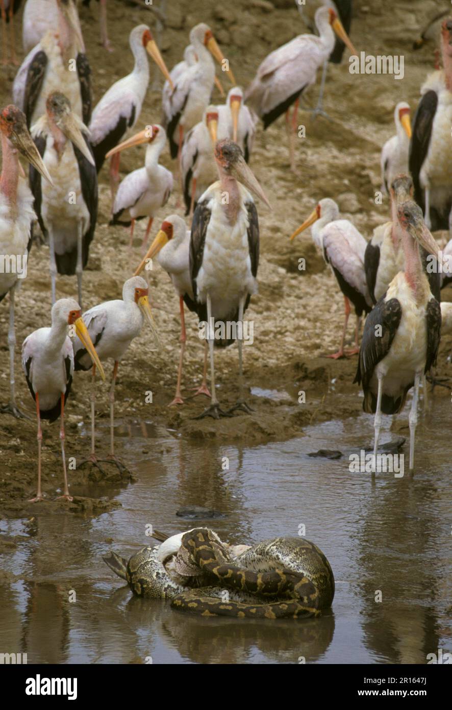 Yellow Billed Stork With Marabou Storks watching African Rock Python swallowing Pellican, Lk. Nakuru Stock Photo