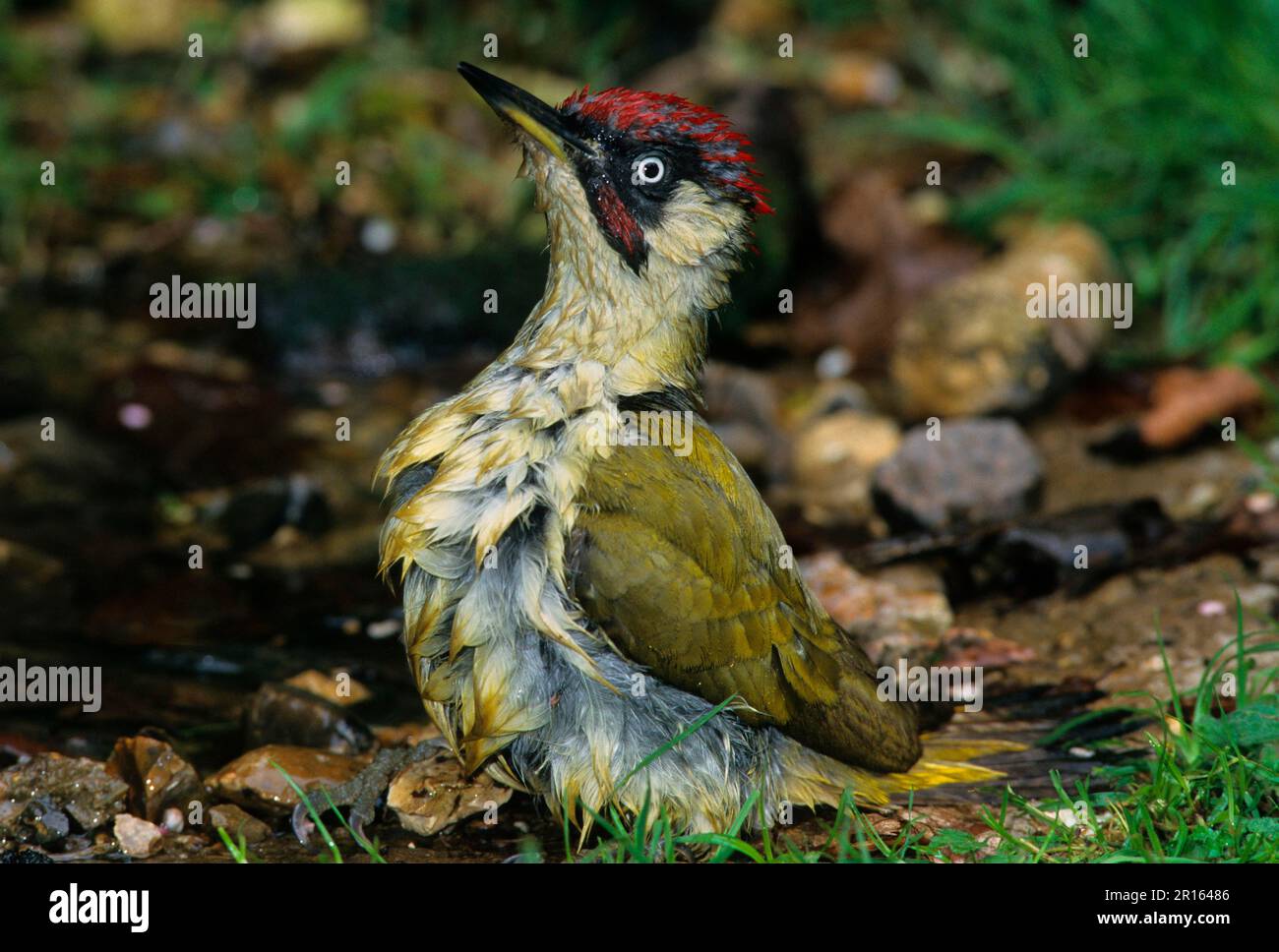 Green Woodpecker, Green Woodpeckers, Woodpeckers, Animals, Birds, Woodpeckers, Green Woodpecker (Picus viridis pluvius) Bathing Stock Photo