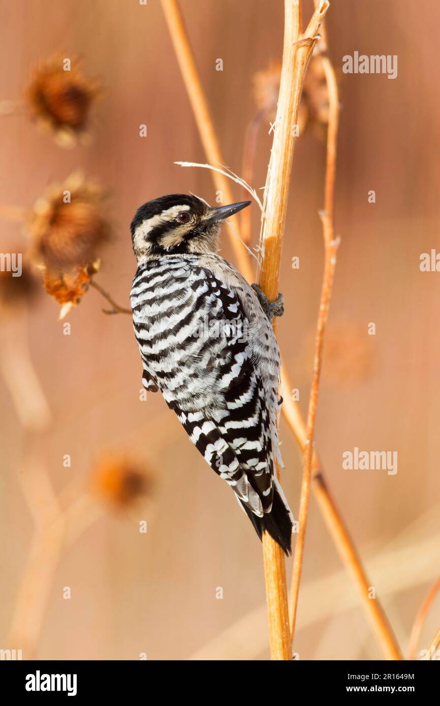 Downy Woodpecker (Picoides pubescens) adult female, foraging on stems, Bosque del Apache National Wildlife Refuge, New Mexico (U.) S. A Stock Photo