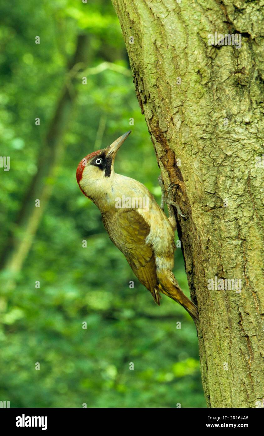 Green Woodpecker, european green woodpeckers (Picus viridis), Woodpeckers, Animals, Birds, Woodpeckers, Green Woodpecker Female Stock Photo