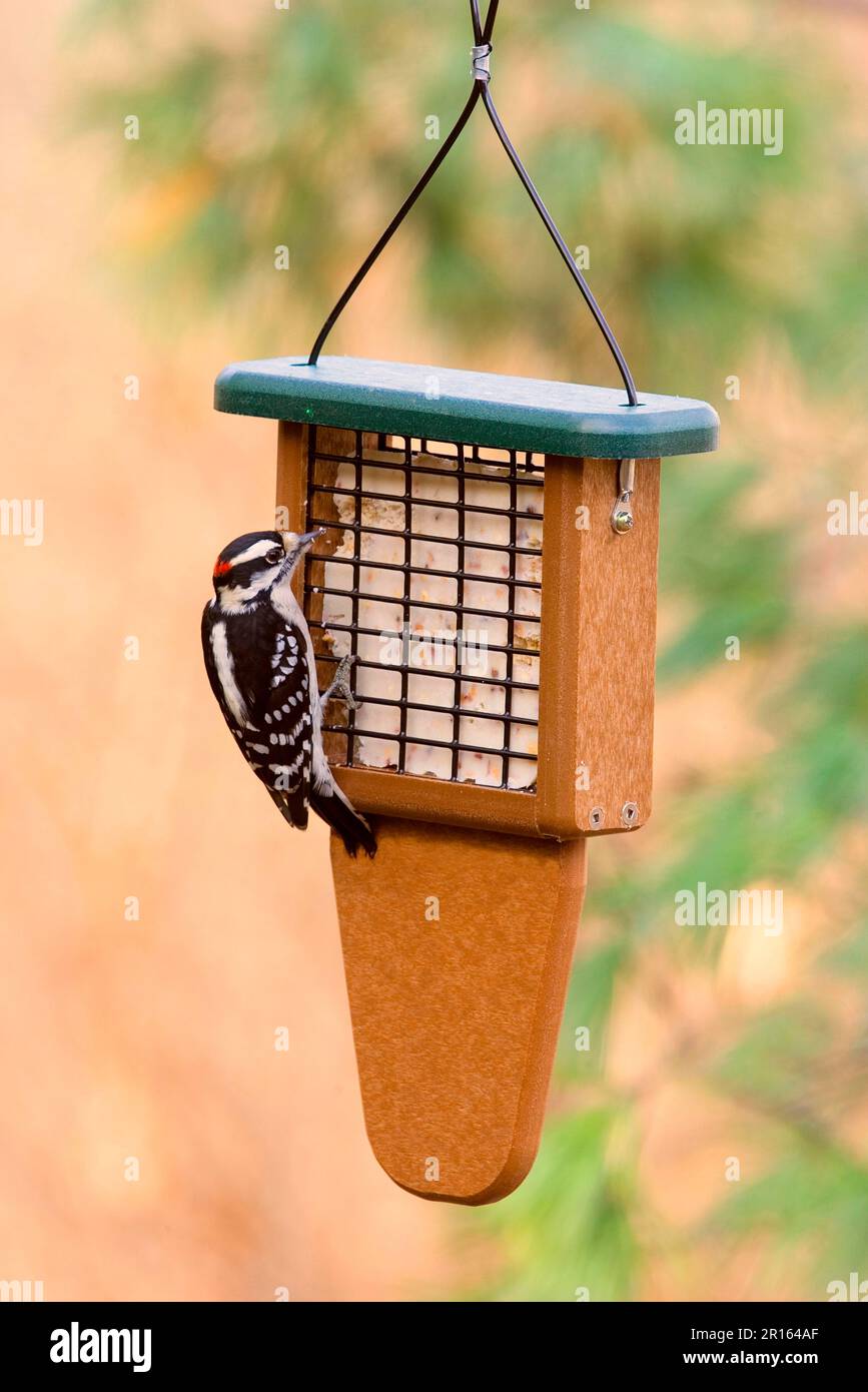 Downy Woodpecker (Picoides pubescens) adult male, feeding at suet