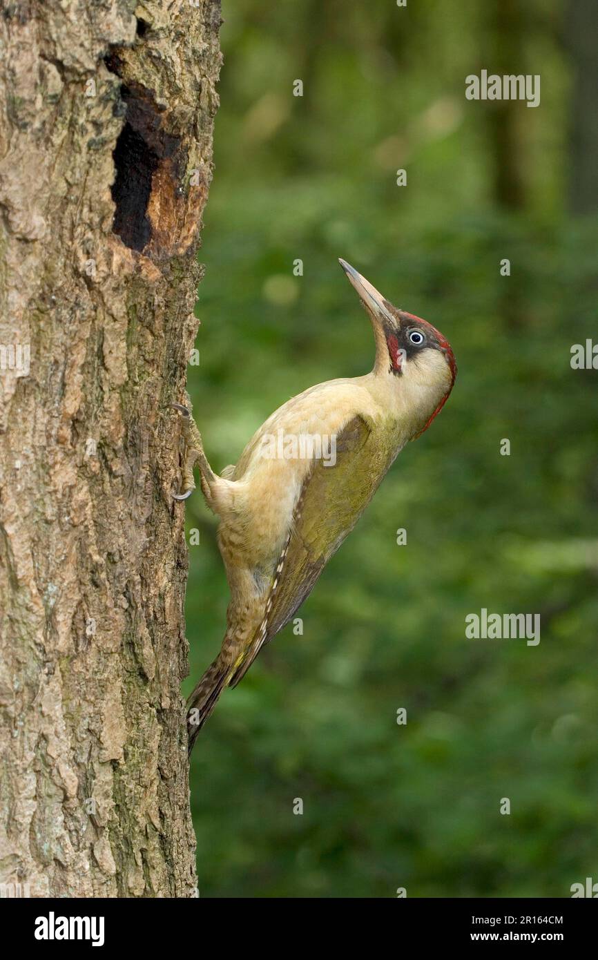 Green Woodpecker, european green woodpeckers (Picus viridis), Woodpeckers, Animals, Birds, Woodpeckers, Green Woodpecker adult male, at nesthole in Stock Photo