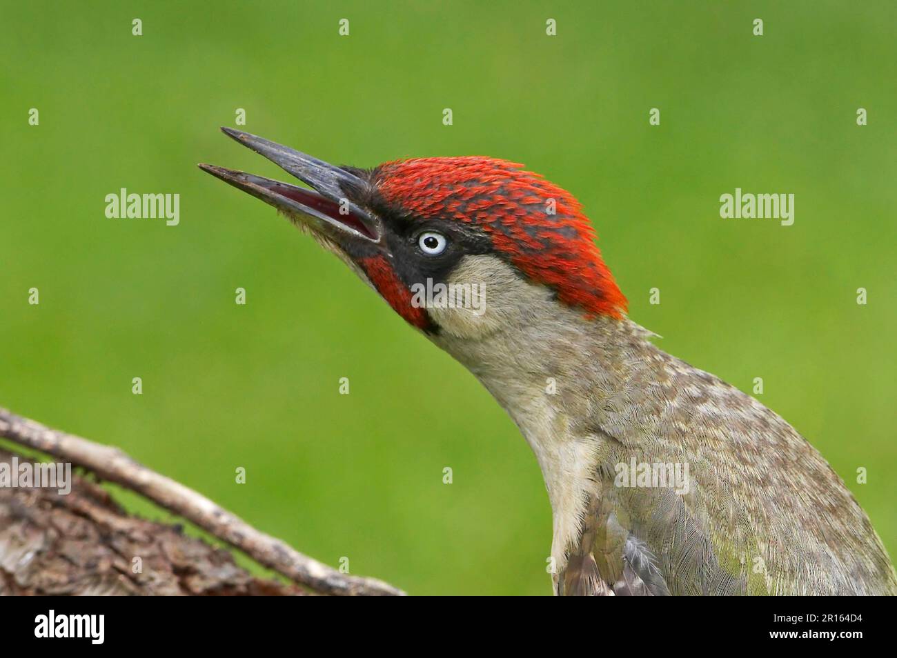 Green Woodpecker, european green woodpeckers (Picus viridis